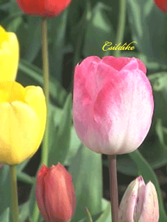 0324.gif