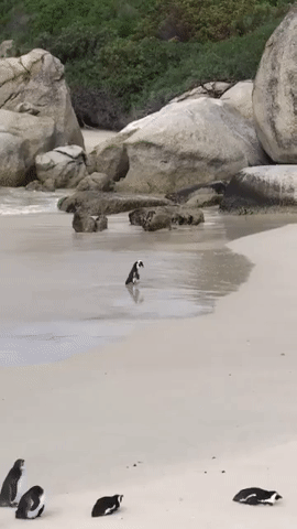 0ab43dd27df9f988dcb8d67fe1a65ed5.gif