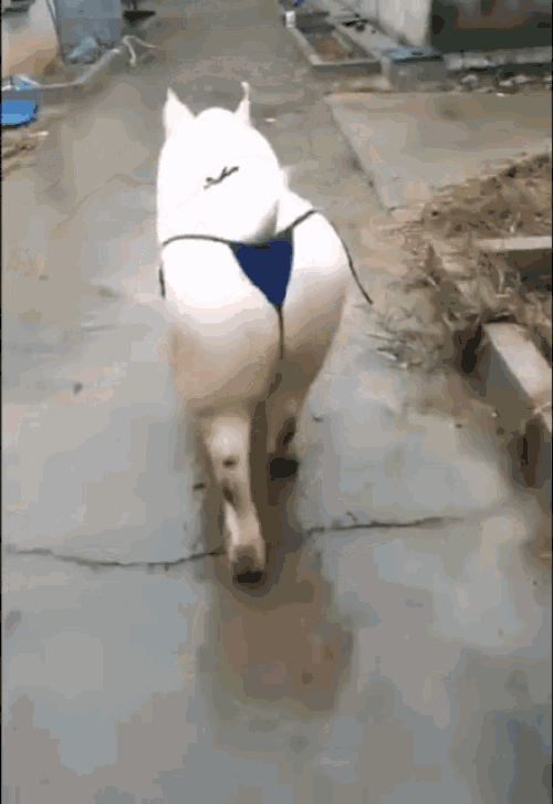 1-9106-1549180666.gif