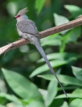 10-02-05-280px-Urocolius_macrourus-20090110B.jpg