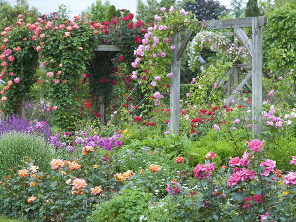 100929469_4497432_rosesingardeninspiration16[1].jpg