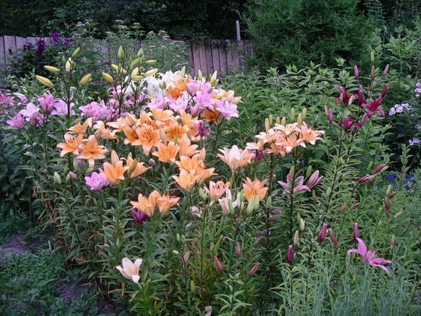 100969986_gardenplantsflowering2[1].jpg