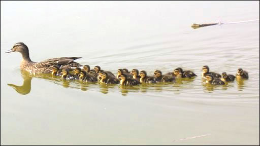 101648_wonderduck_Dorset[1].jpg