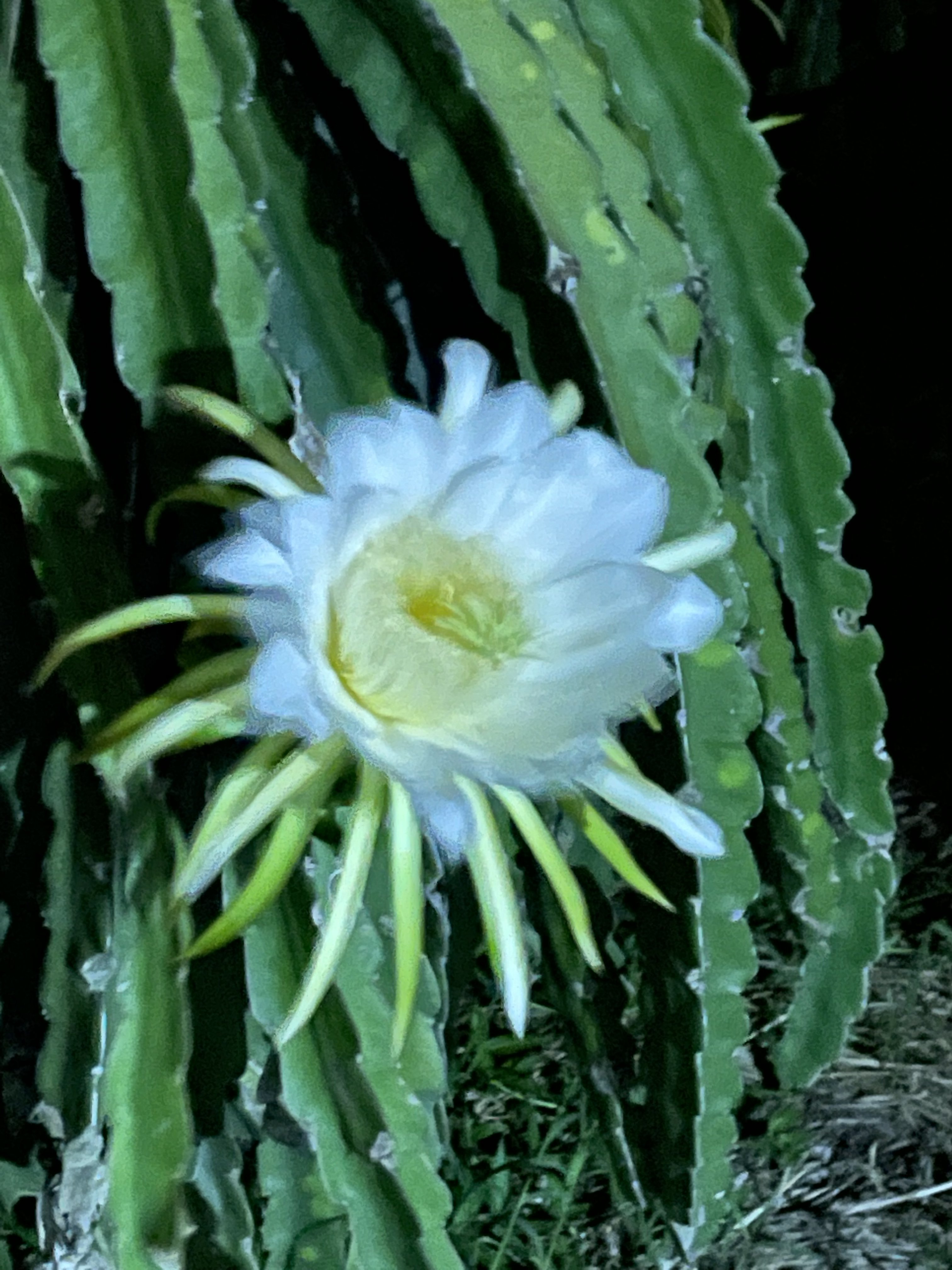 10AB473C-CA00-48B1-AA1E-A487EDDF95E9.jpeg