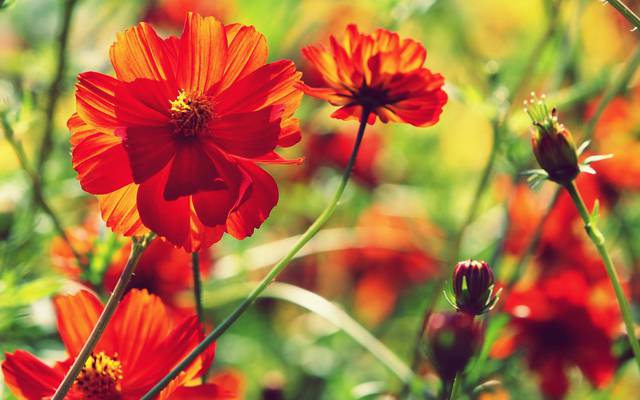 12464-nature-flowers-summer-season-wallpapers-2560x1600[1].jpg