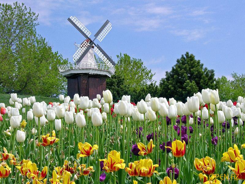 1273240489_mclrs-tulips.jpg