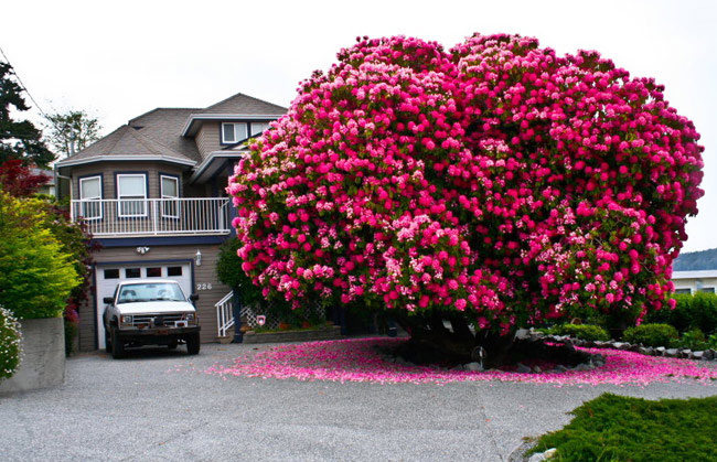 1407377573-amazing-trees-7.jpg