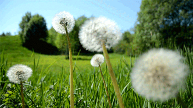 1417136244-FridayMorn-o[1].gif