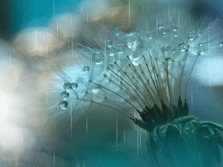 1454855.gif