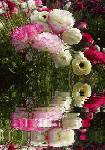 1f70f567bd9913dce8a81e4561771a0d.gif