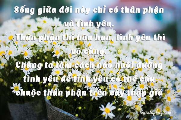 20-loi-noi-bat-hu-cua-nhac-si-trinh-cong-son-hinh-anh-20[1].jpg