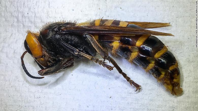 200731161549_01_wa_murder_hornet_exlarge_169.jpg