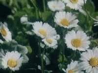200w (7).gif