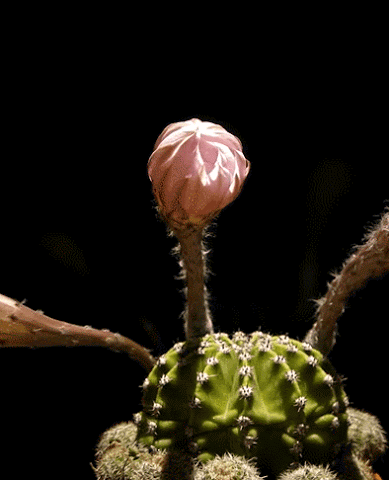 2015_-_1_1[1].gif