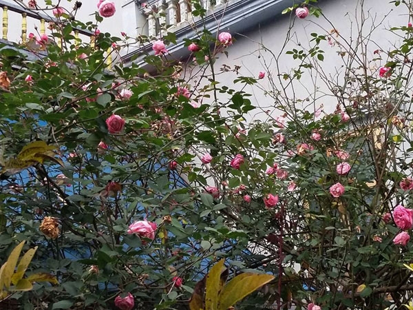 20160221-021235-6_600x450[1].jpg