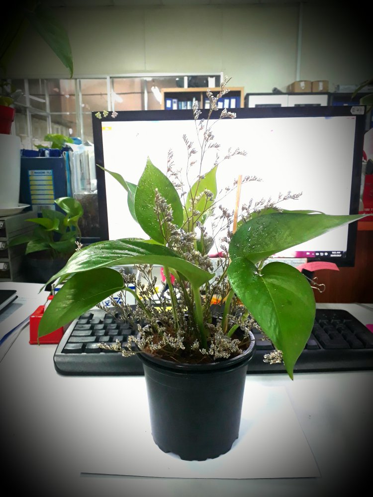 20170719_091232.jpg