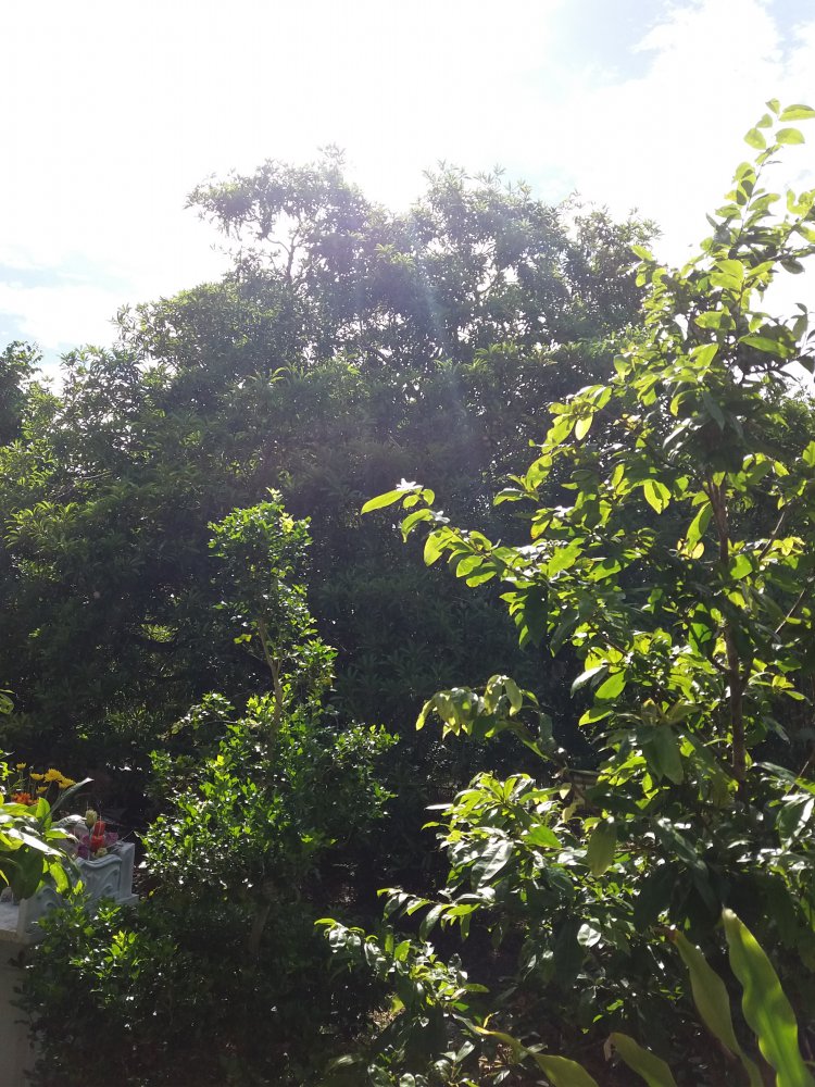 20180610_085024.jpg