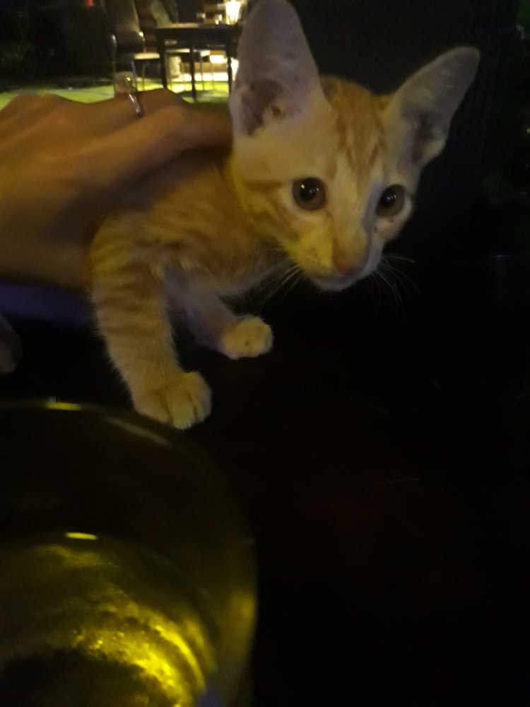 20180705_205904.jpg