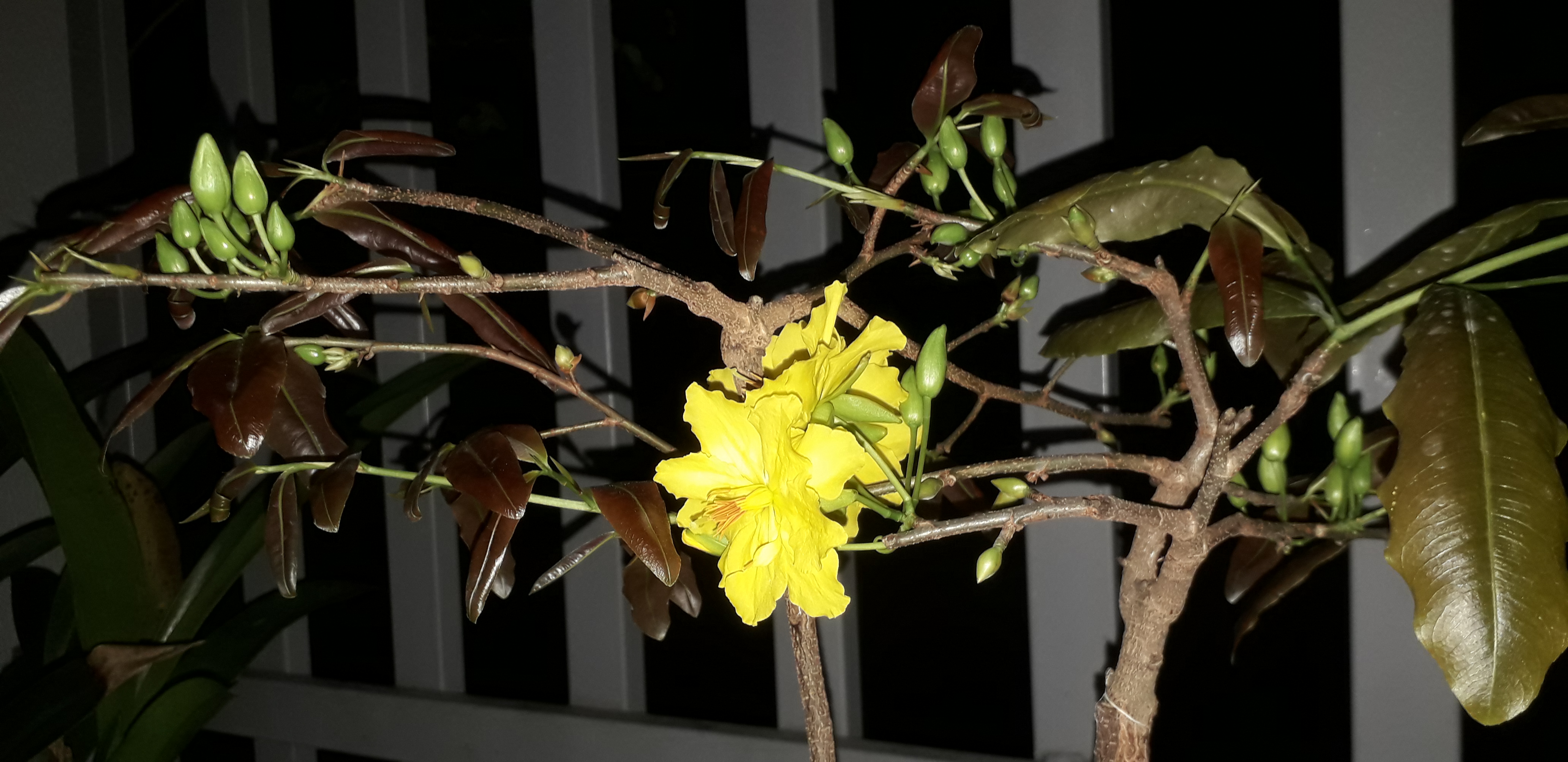 20200905_183731.jpg