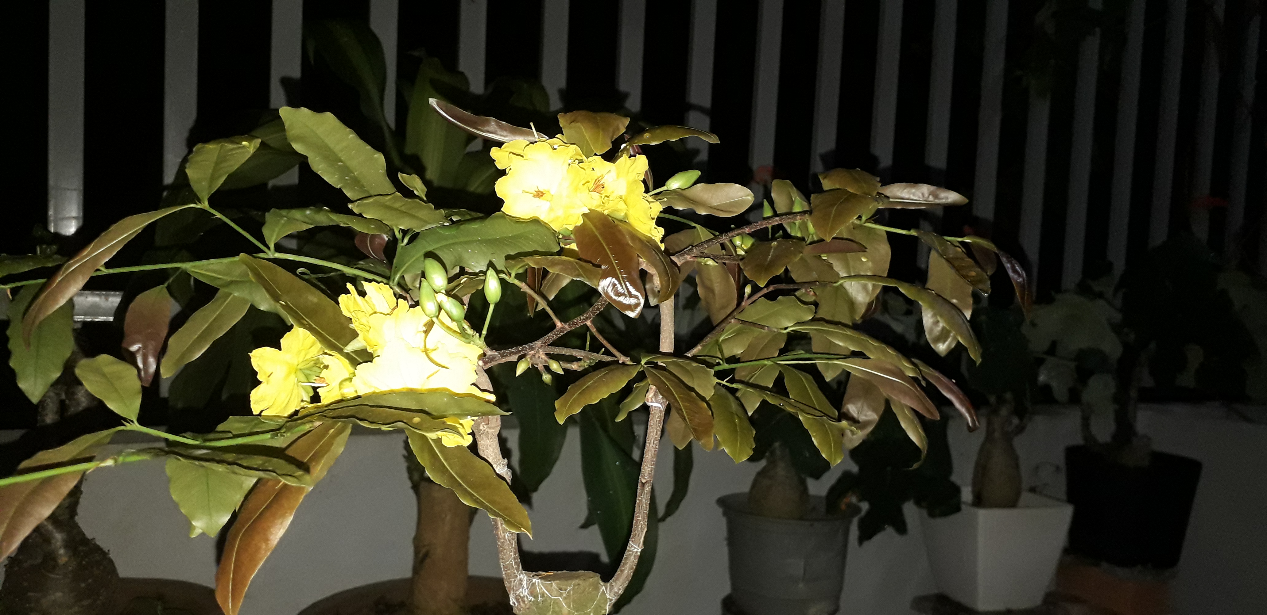 20200910_193005.jpg
