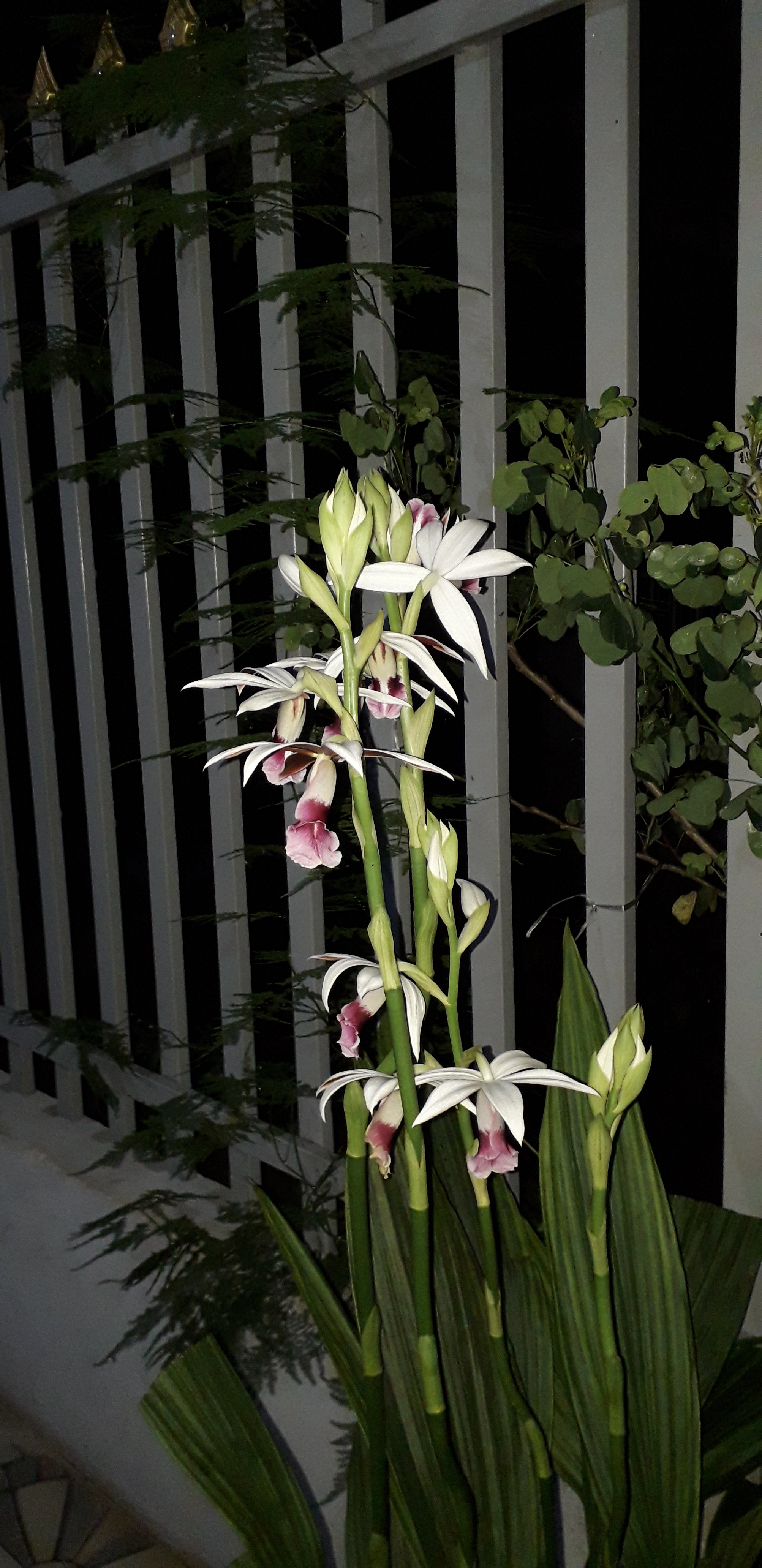 20201114_204709.jpg