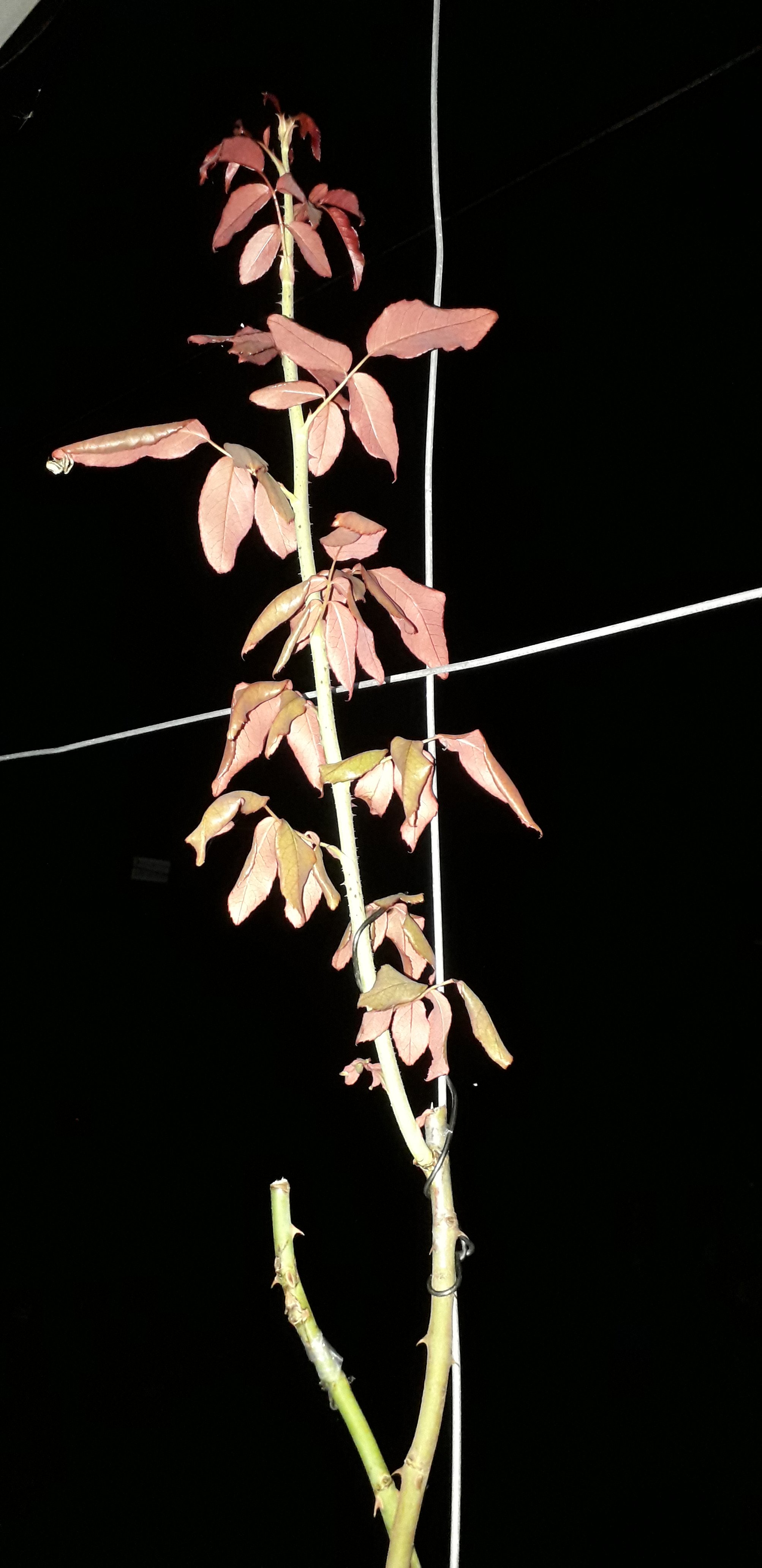 20210709_204043.jpg