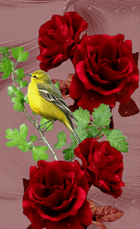 2325271odwf42vx72[1].gif