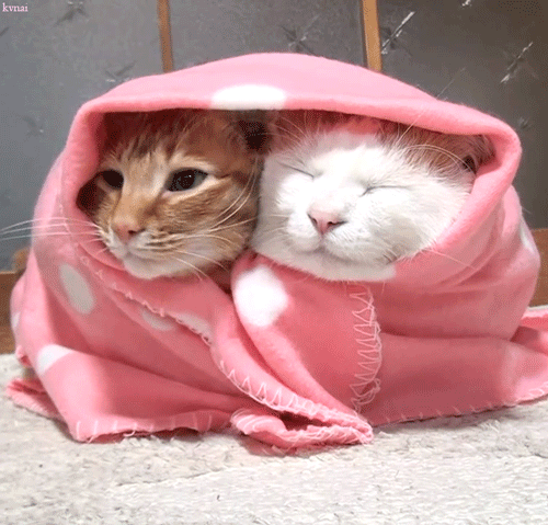 257099-Cats-Under-A-Blanket.gif