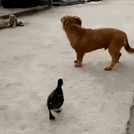 288fc7a0ee2db9d1357aa58ba8f3a20a.gif