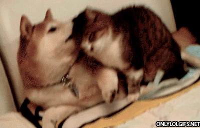 2C50B0A0-87D4-4F9E-A140-8BD7D9E6E750.gif