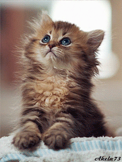 30 07 2013 - 1.gif