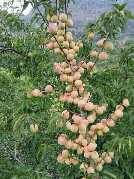 36244997_1966922976705328_6034934637250215936_n.jpg