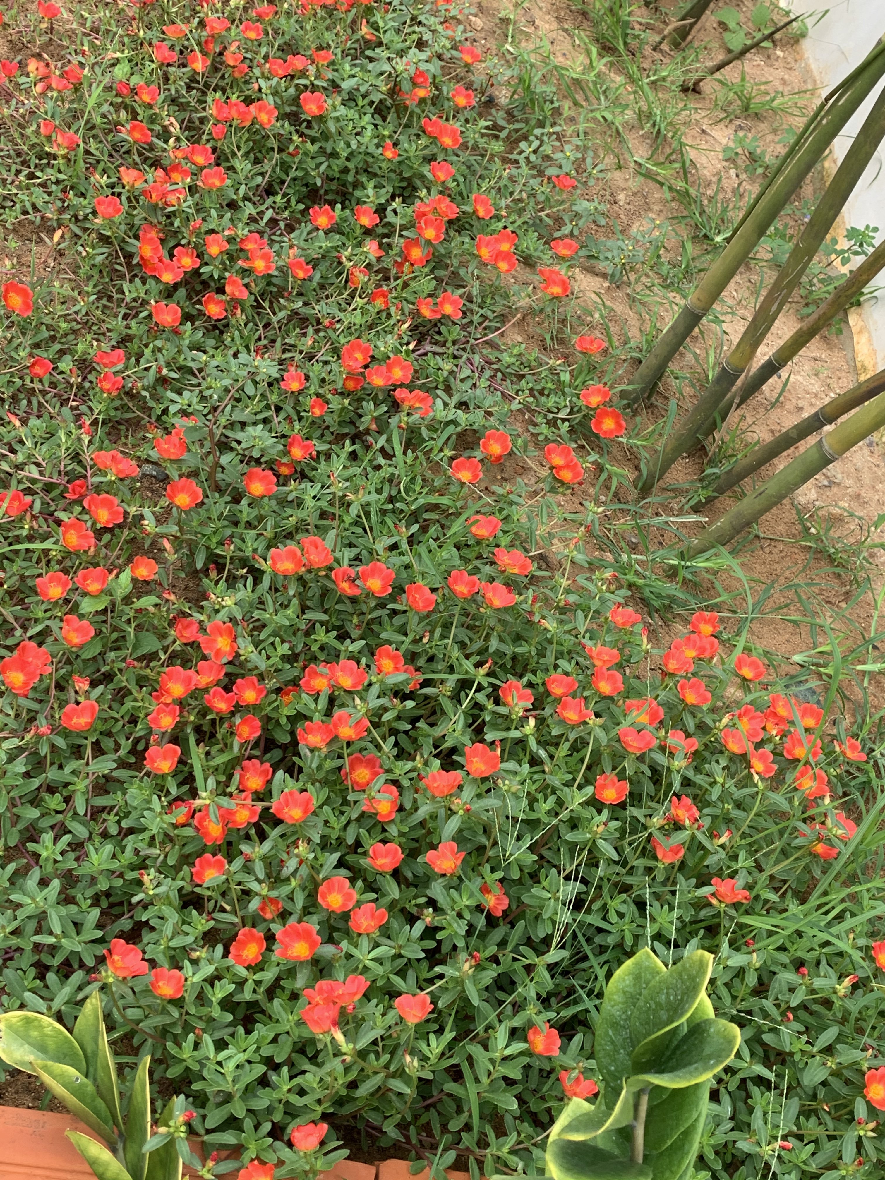 3D931916-1304-4FAA-B2D4-48F0C5488E07.jpeg