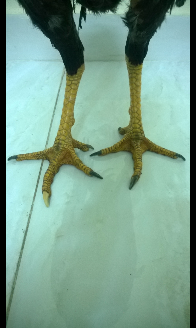 452wp_ss_20160822_0023.png