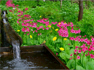 4b358ae6_32c4feee_dachihkiki_200907040527451[2].gif