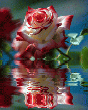 4d80477d884402836ee71a86799eff2c.gif