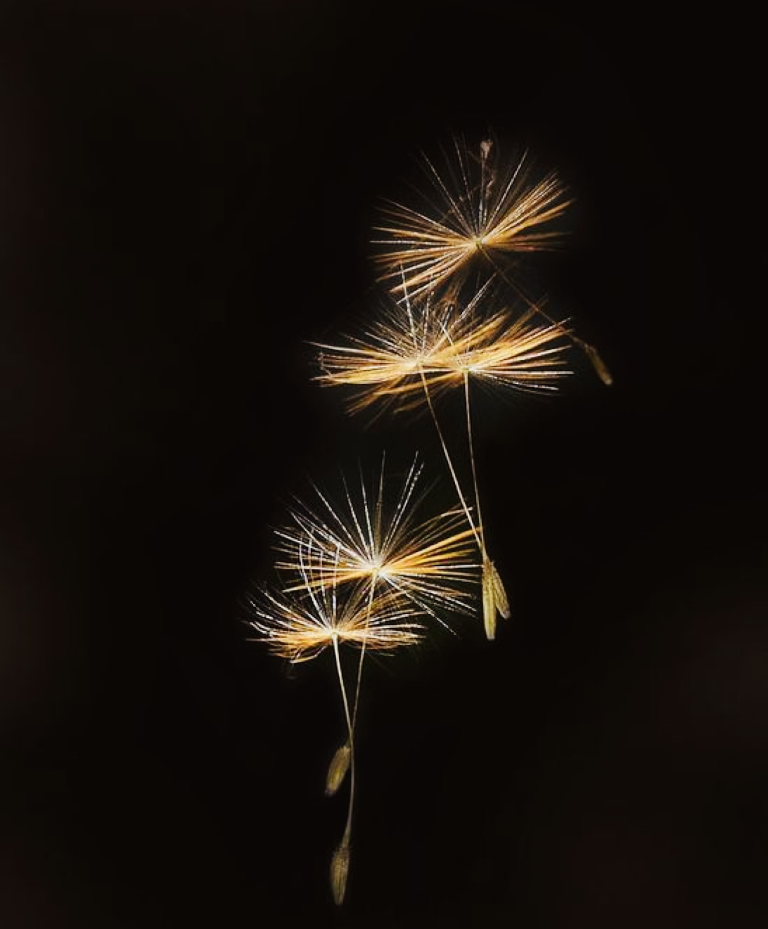 50093FFB-5E10-4752-A944-EF436207B411.jpeg