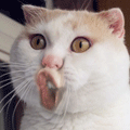562a499e26c42ebc_n.gif