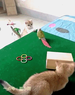 6152895590923347.gif