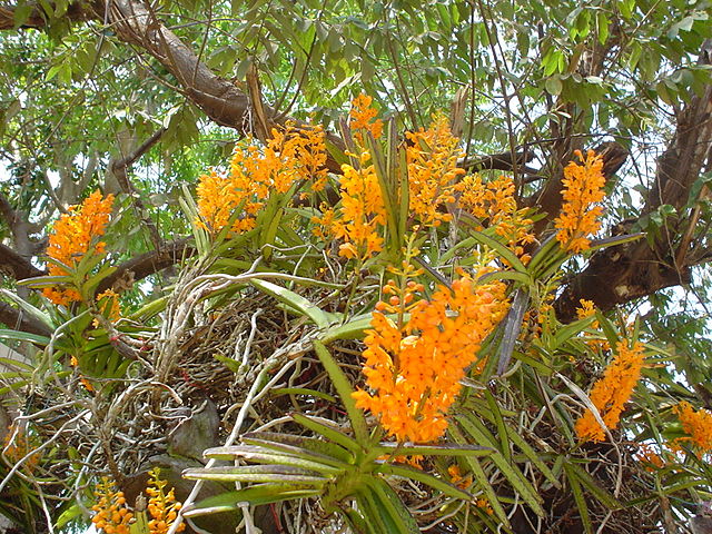 640px-Ascocentrum_miniatum_Phonglan03[1].JPG