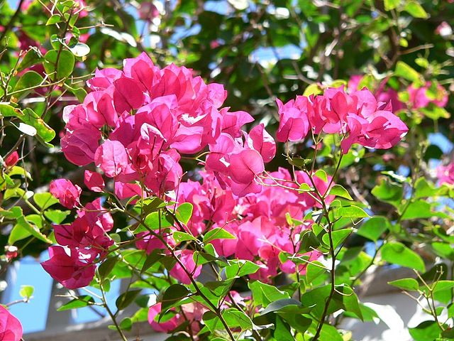 640px-Flowers_in_Key_West[1].jpg