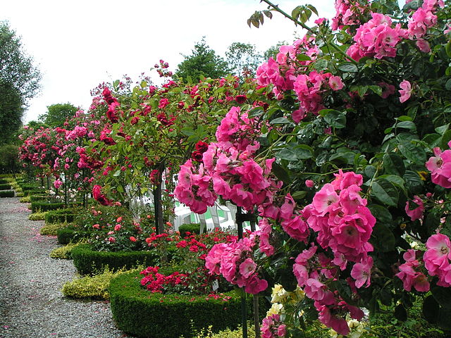 640px-Wilhelmshaven_Rosarium[1].JPG
