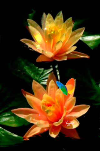 65445b11526fcef5c8456e919b1180f3.gif