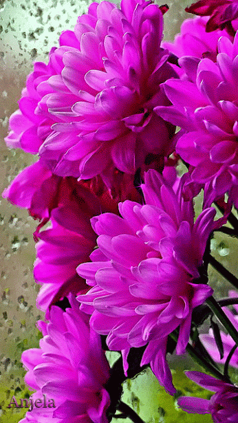 6d21cb20f52a327bc85fb303a8f098c2.gif
