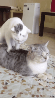 6xa6tqzqzghx.gif