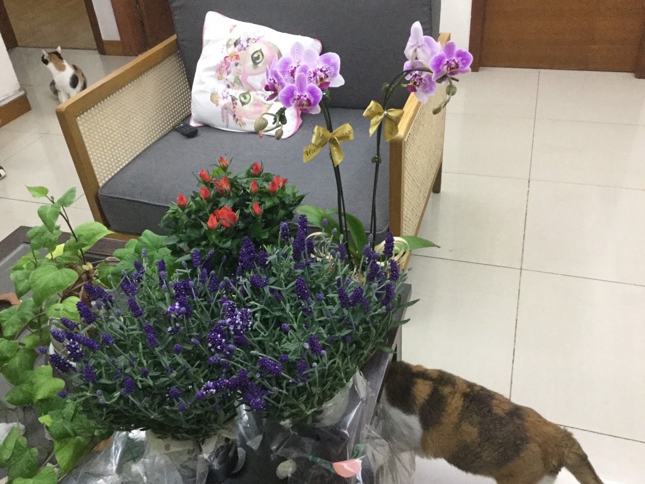 73F5F53B-4FAA-482E-B3FC-9429B782876D.jpeg
