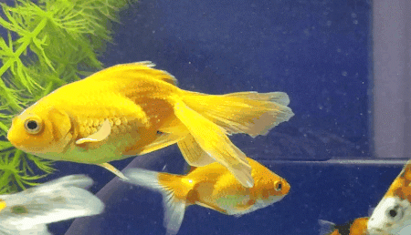 7535d0f005a0fb25343b5e04c8070bed.gif