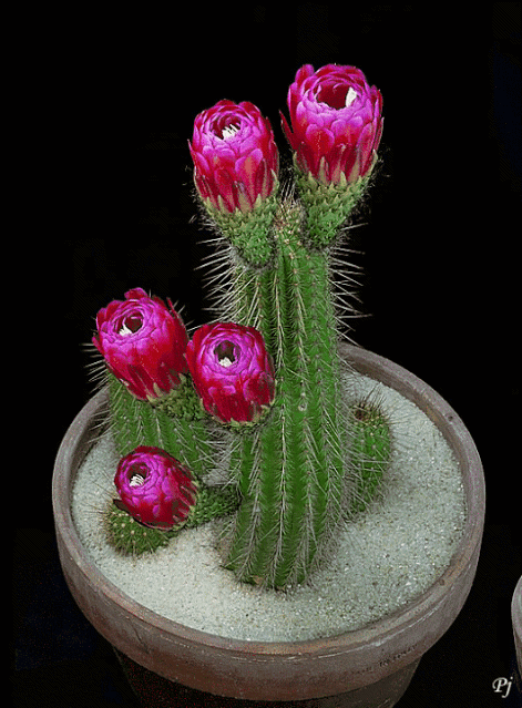 7d78632f91a5564e95af82ba6583eb11.gif