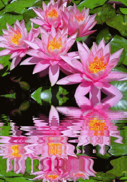7dd6212225f8a061b8dd94c9d8f3b35c.gif