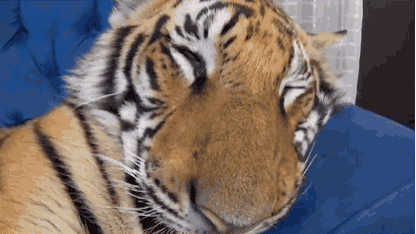 8142014160330.gif